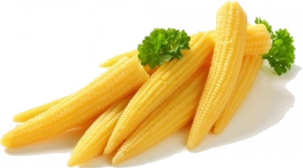 Baby Fresh Corn Cobs Transparent PNG Image