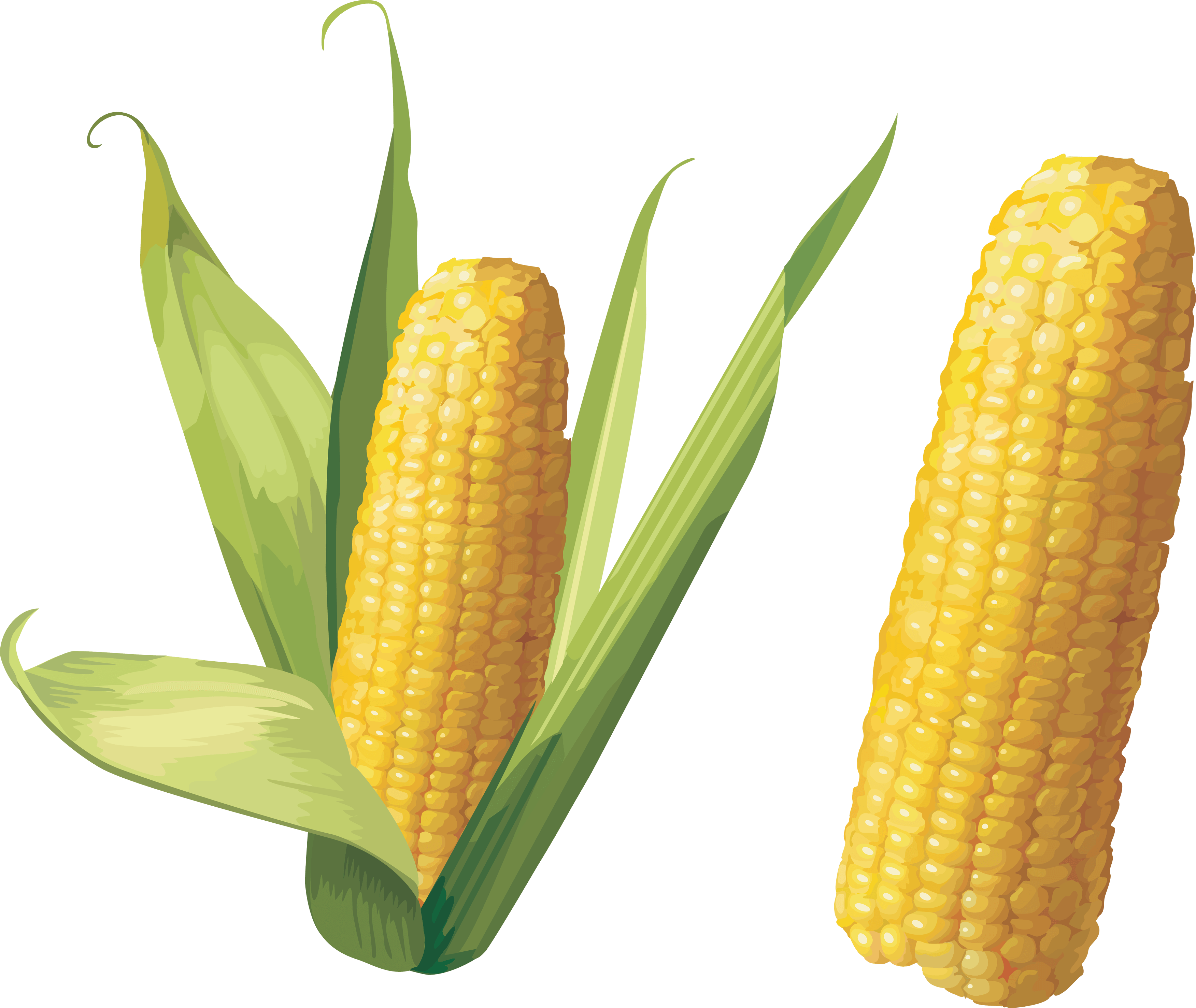Corn Transparent PNG Image