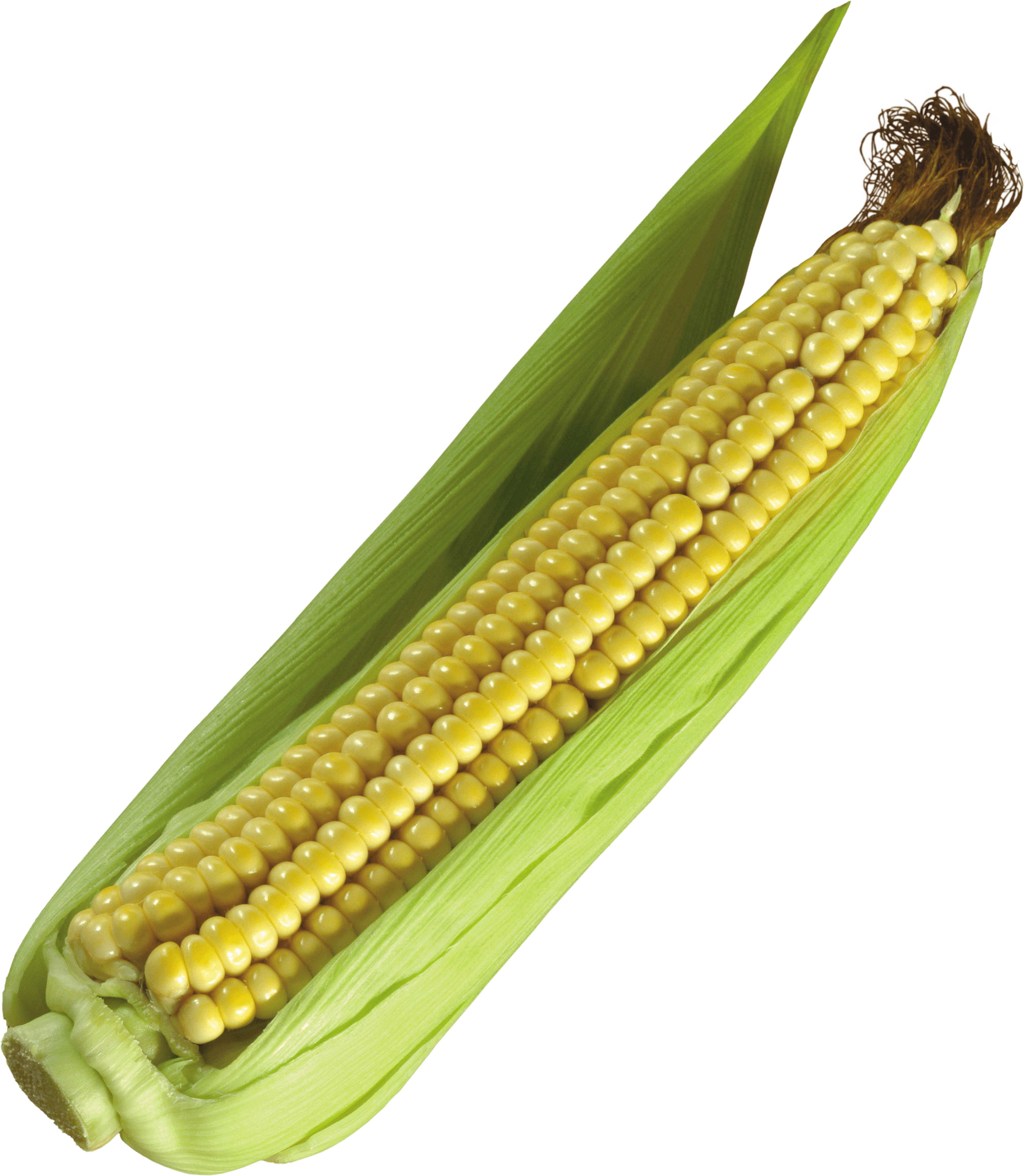 Corn Transparent PNG Image