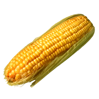 Corn Transparent PNG Image
