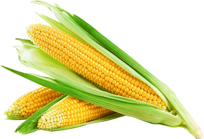 Corn Transparent PNG Image