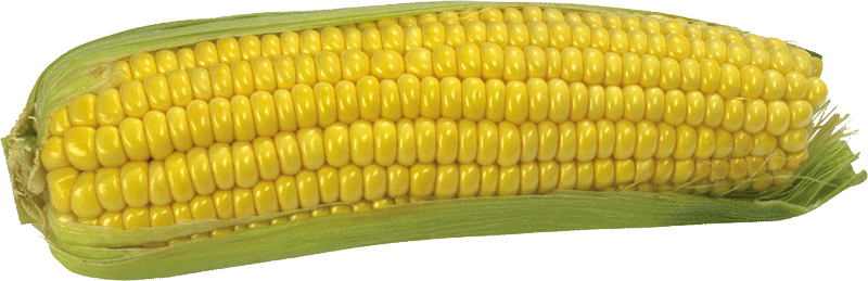Corn Transparent PNG Image
