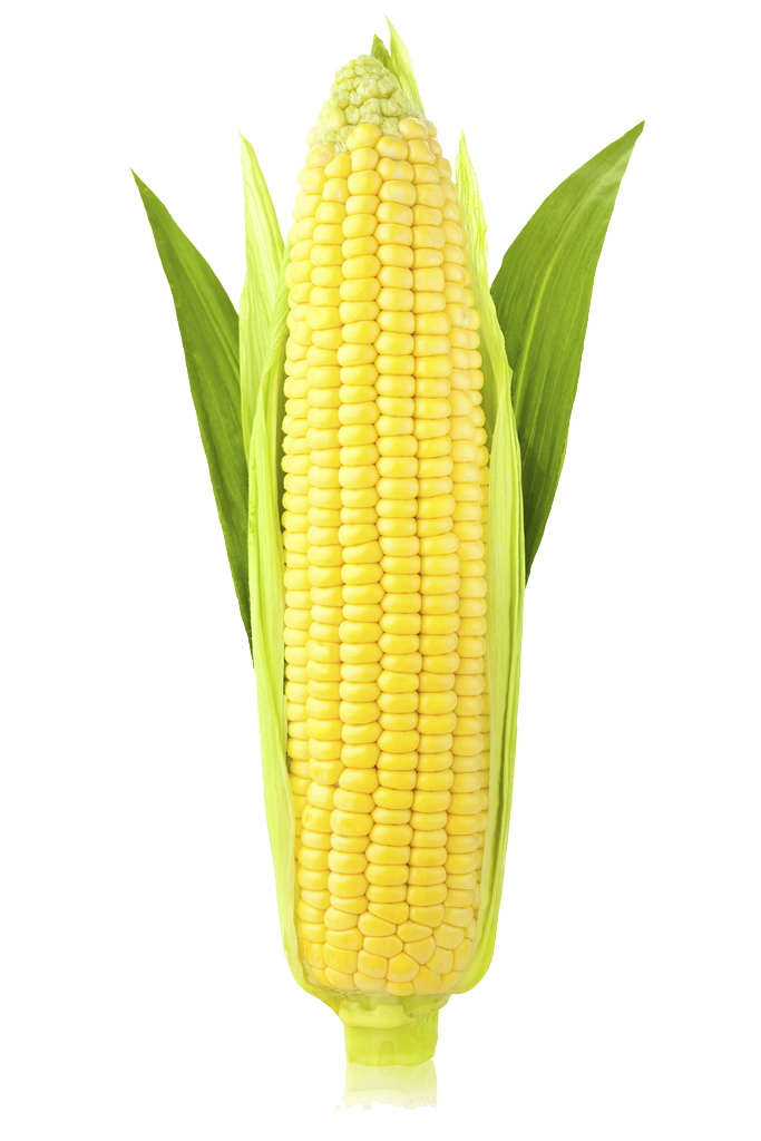 Corn Transparent PNG Image