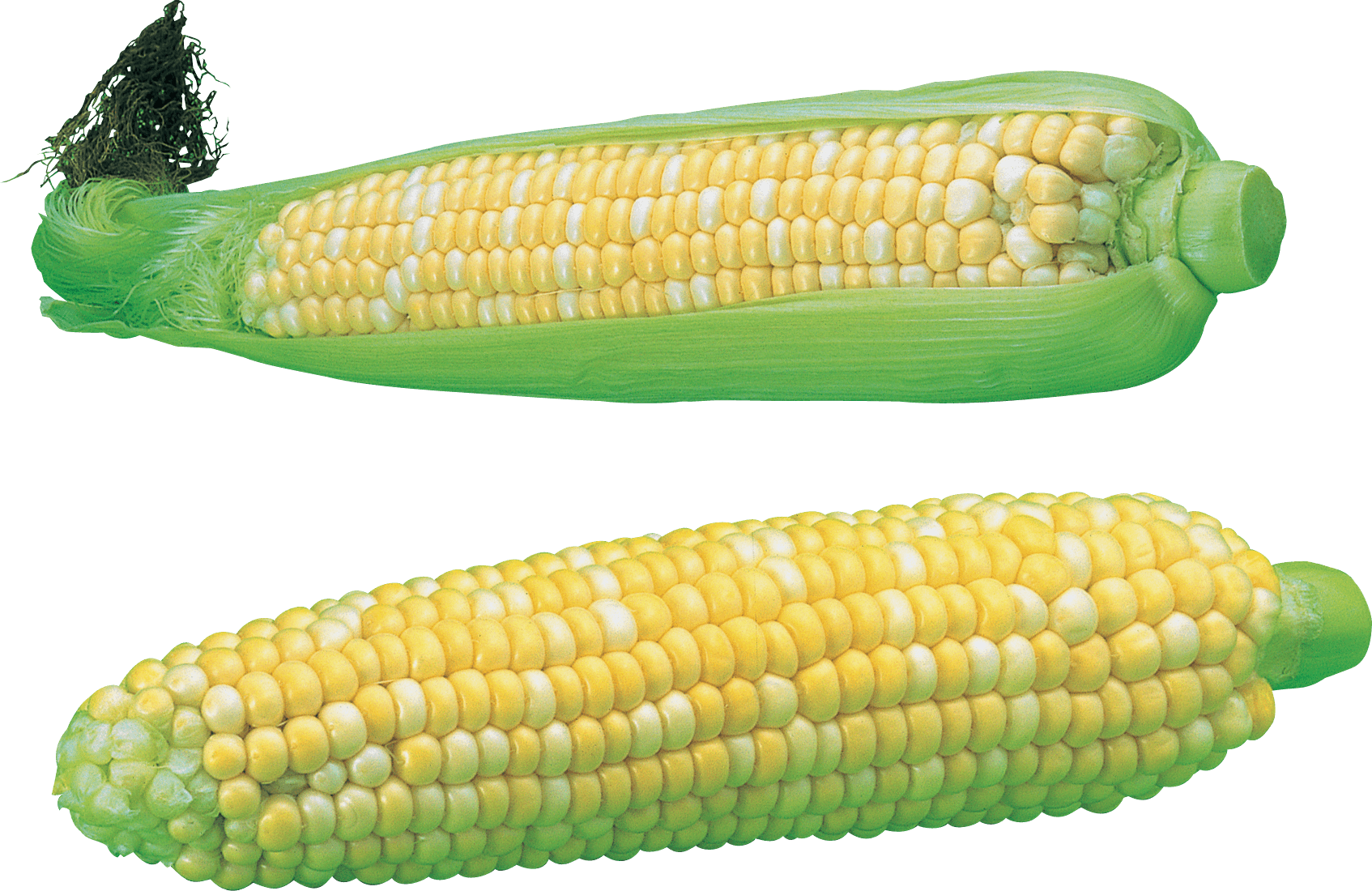 Corn Transparent PNG Image