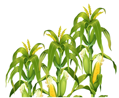 Corn Plant Transparent PNG Image