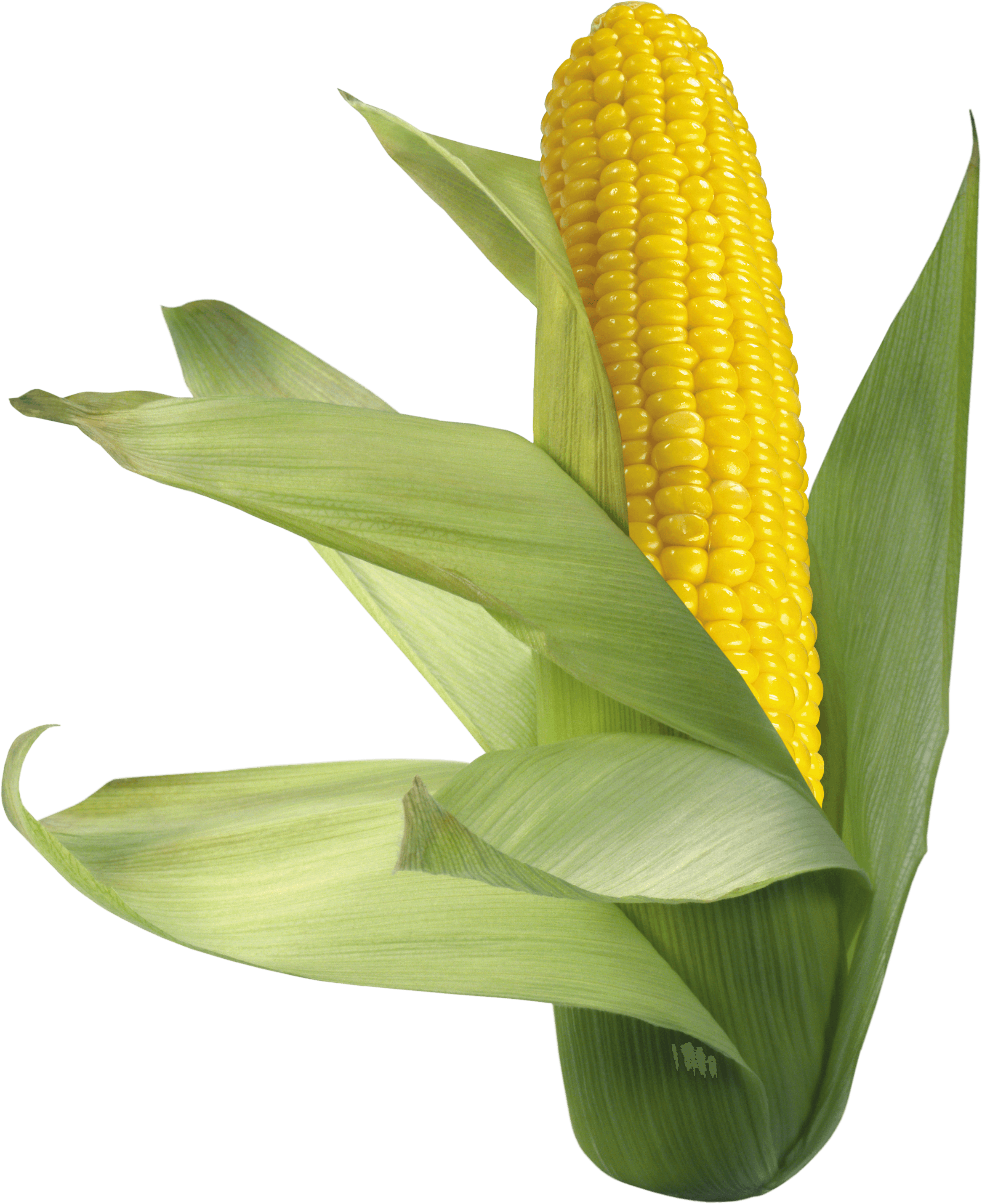 Corn Transparent PNG Image