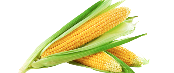 Sweet Corn Transparent PNG Image