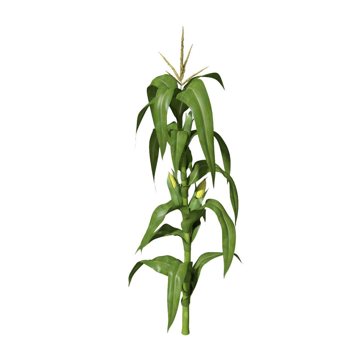 Corn Plant Transparent PNG Image
