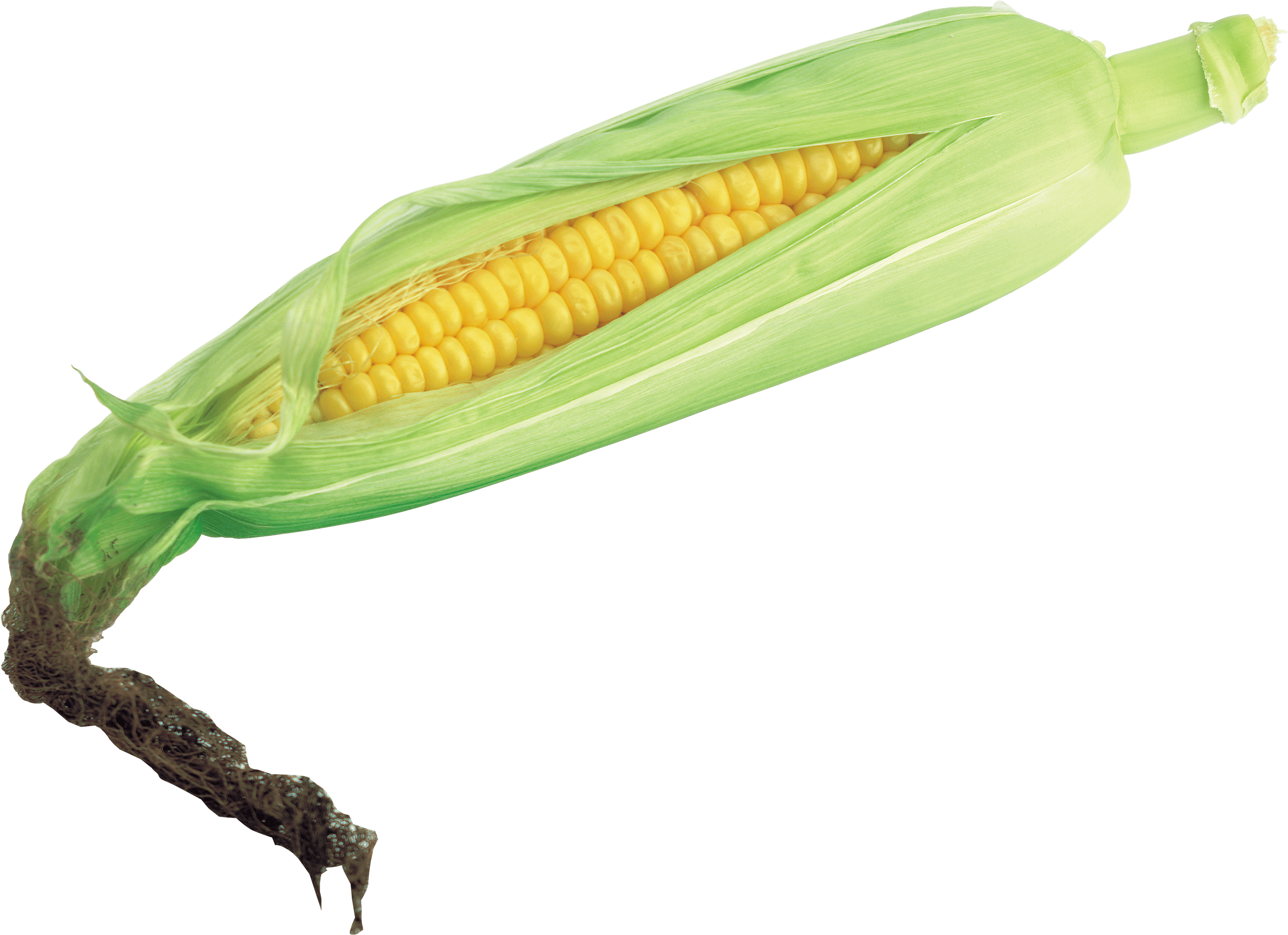 Corn Transparent PNG Image