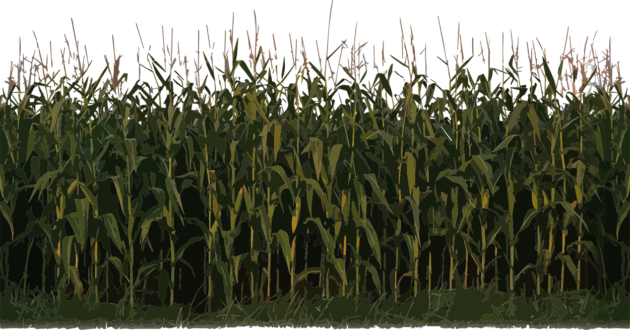 Corn Plant Transparent PNG Image
