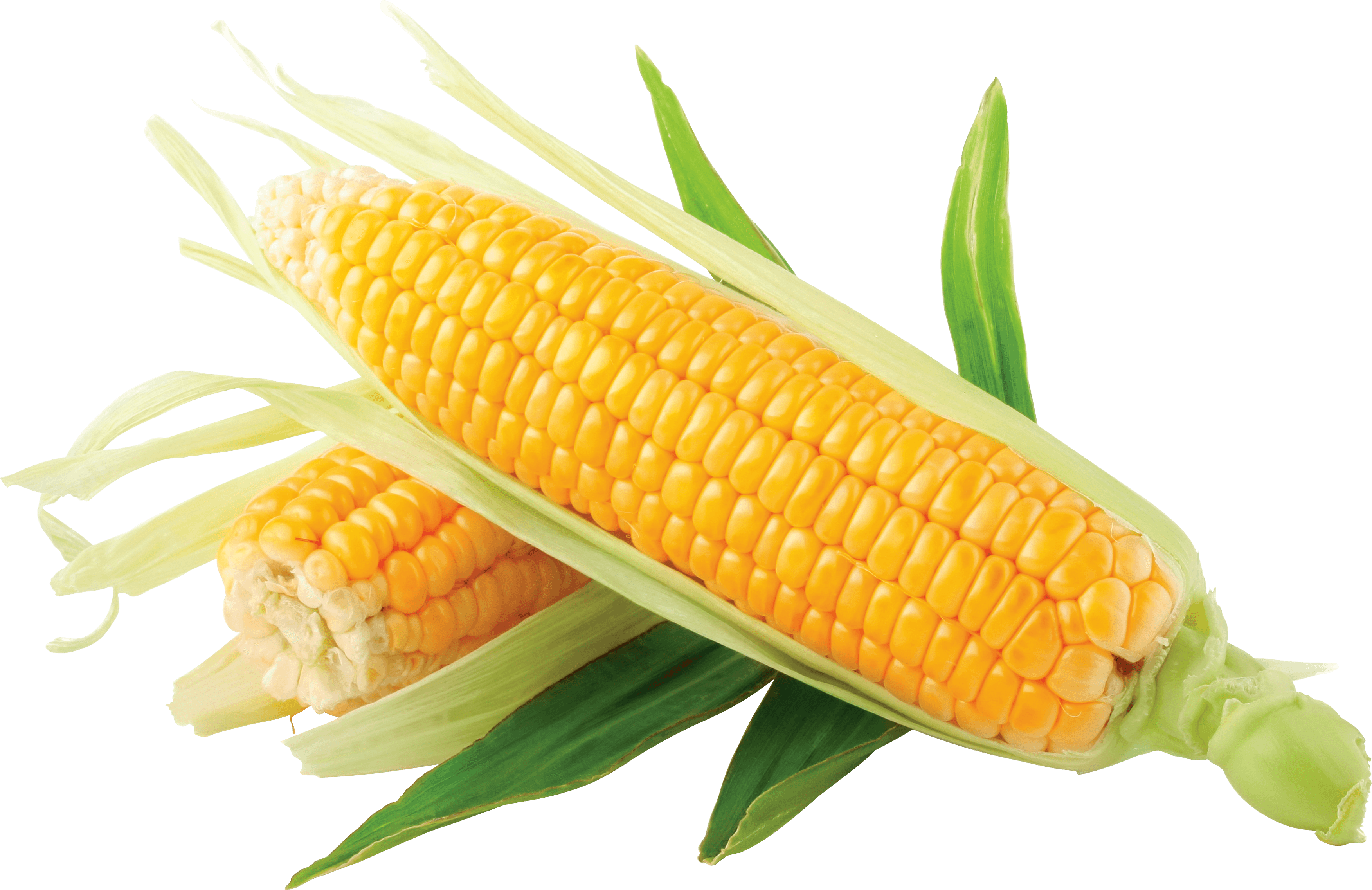 Corn Transparent PNG Image