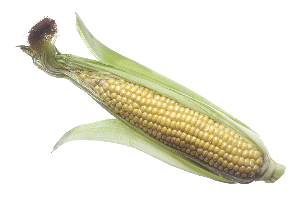 Corn Transparent PNG Image