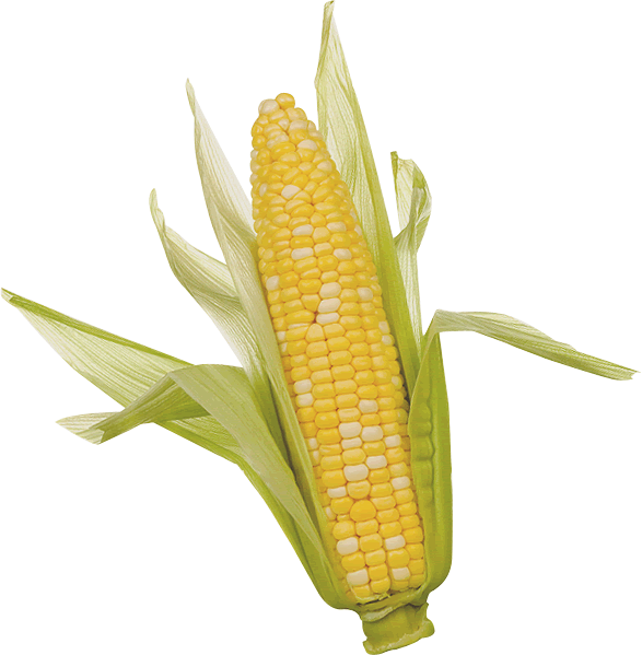 Corn Transparent PNG Image