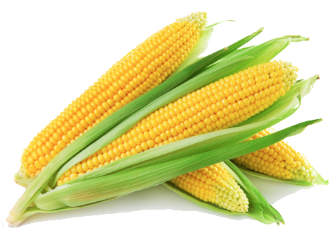Corn Transparent PNG Image