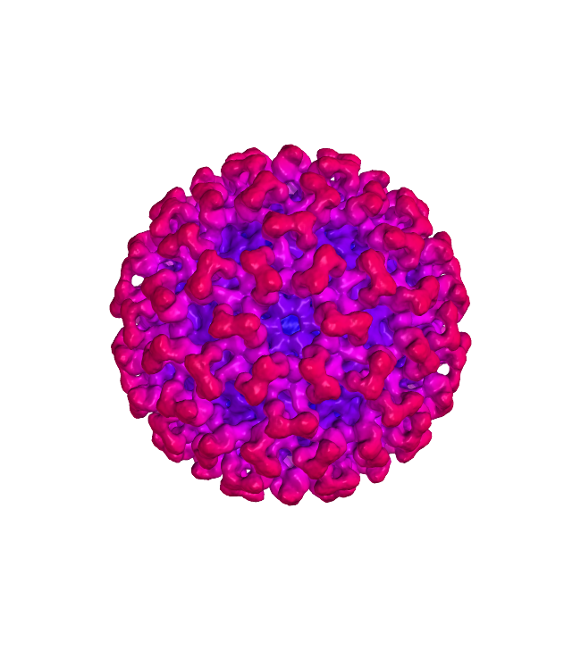 Virus Covid-19 Transparent PNG Image
