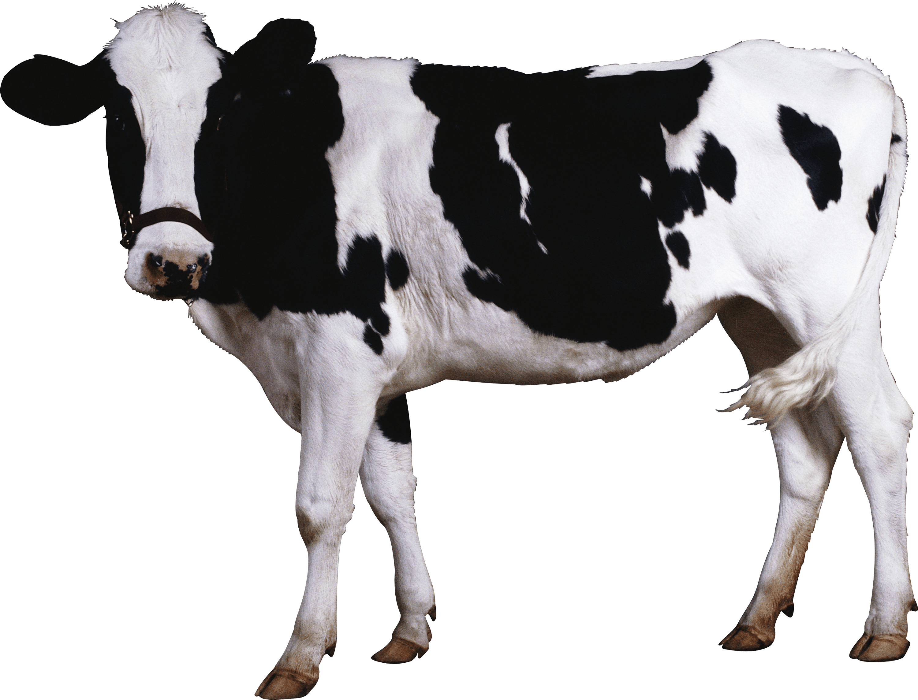 Cow Transparent PNG Image