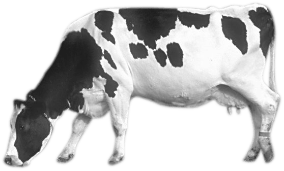 Cow Transparent PNG Image
