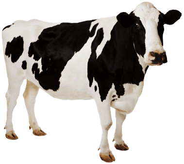 Cow Transparent PNG Image
