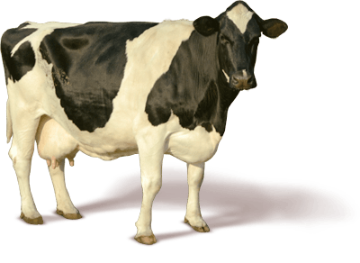 Cow Transparent PNG Image