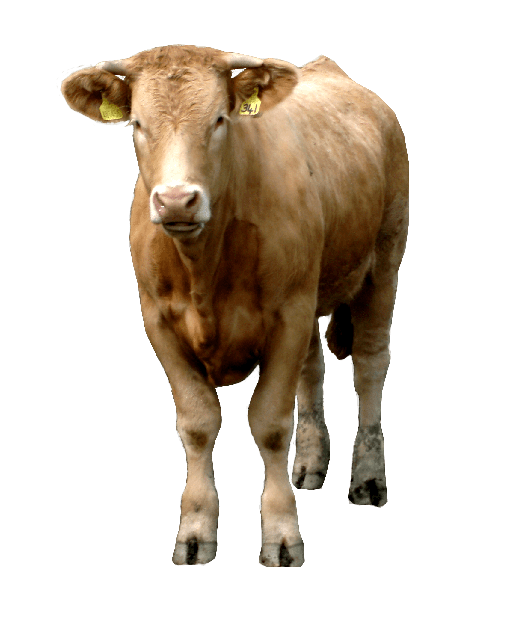 Brown Cow Transparent PNG Image