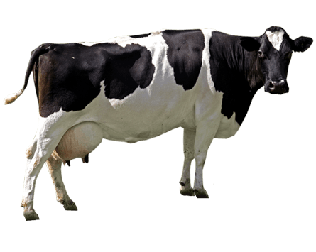 Cow Transparent PNG Image