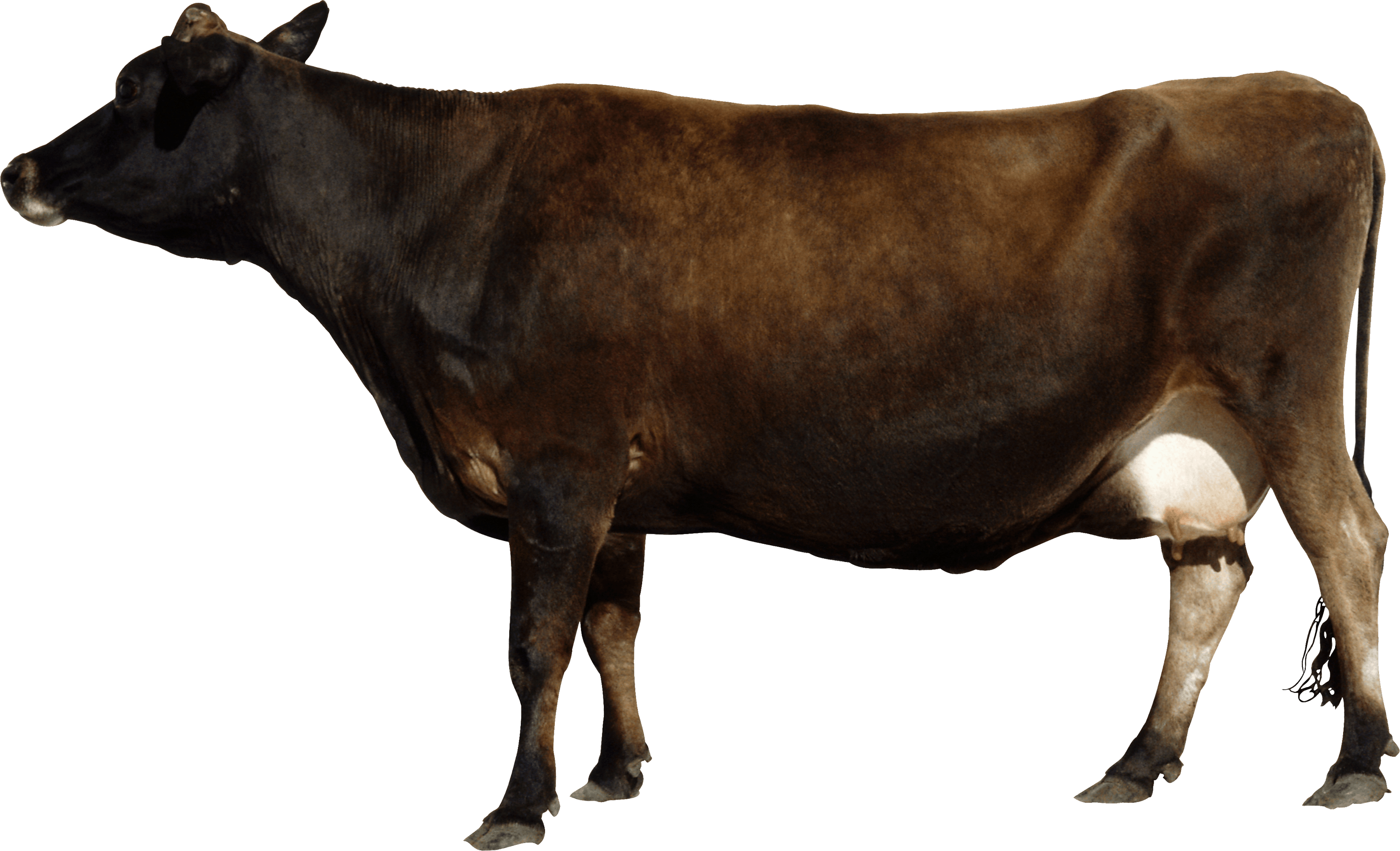 Cow Transparent PNG Image