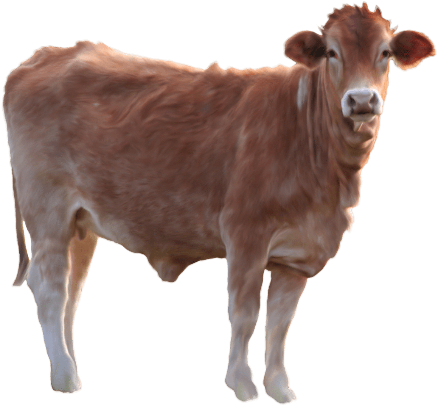 Cow Transparent PNG Image