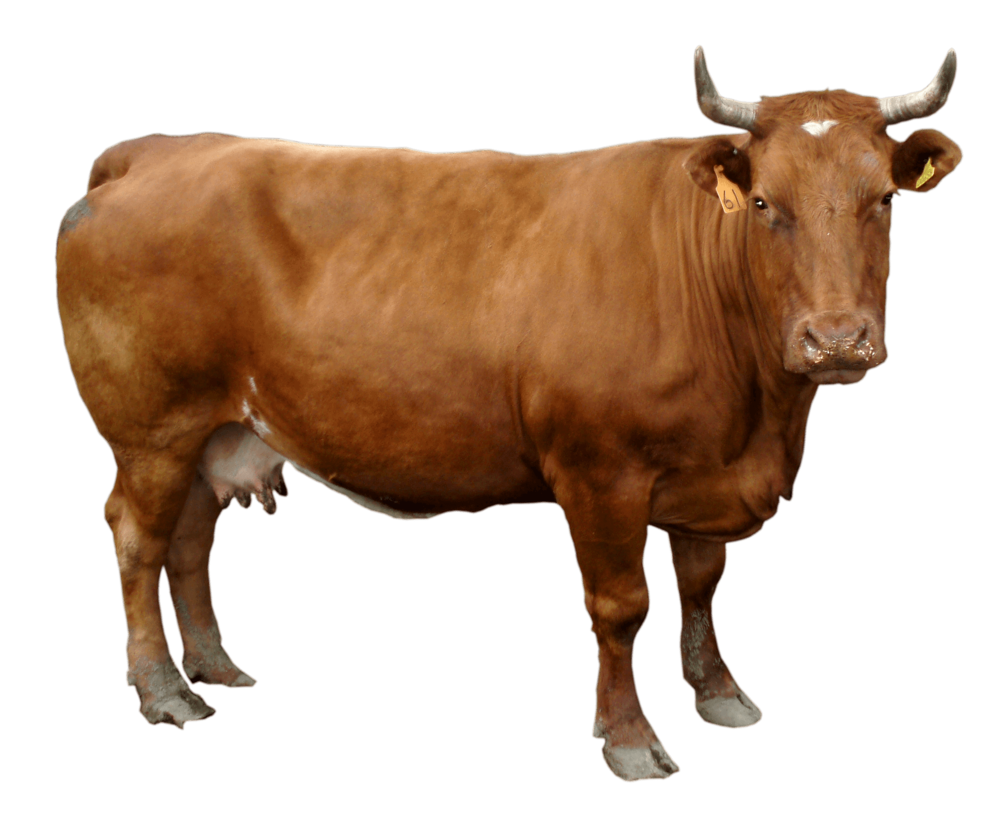 Brown Cow Transparent PNG Image