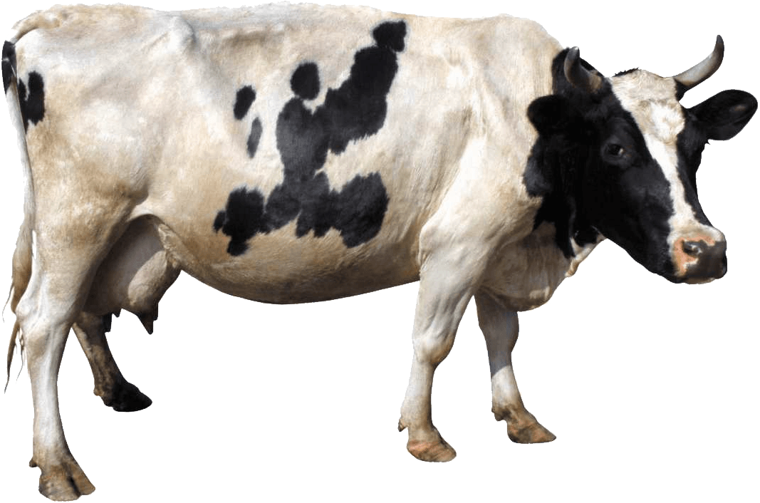 Cow Transparent PNG Image
