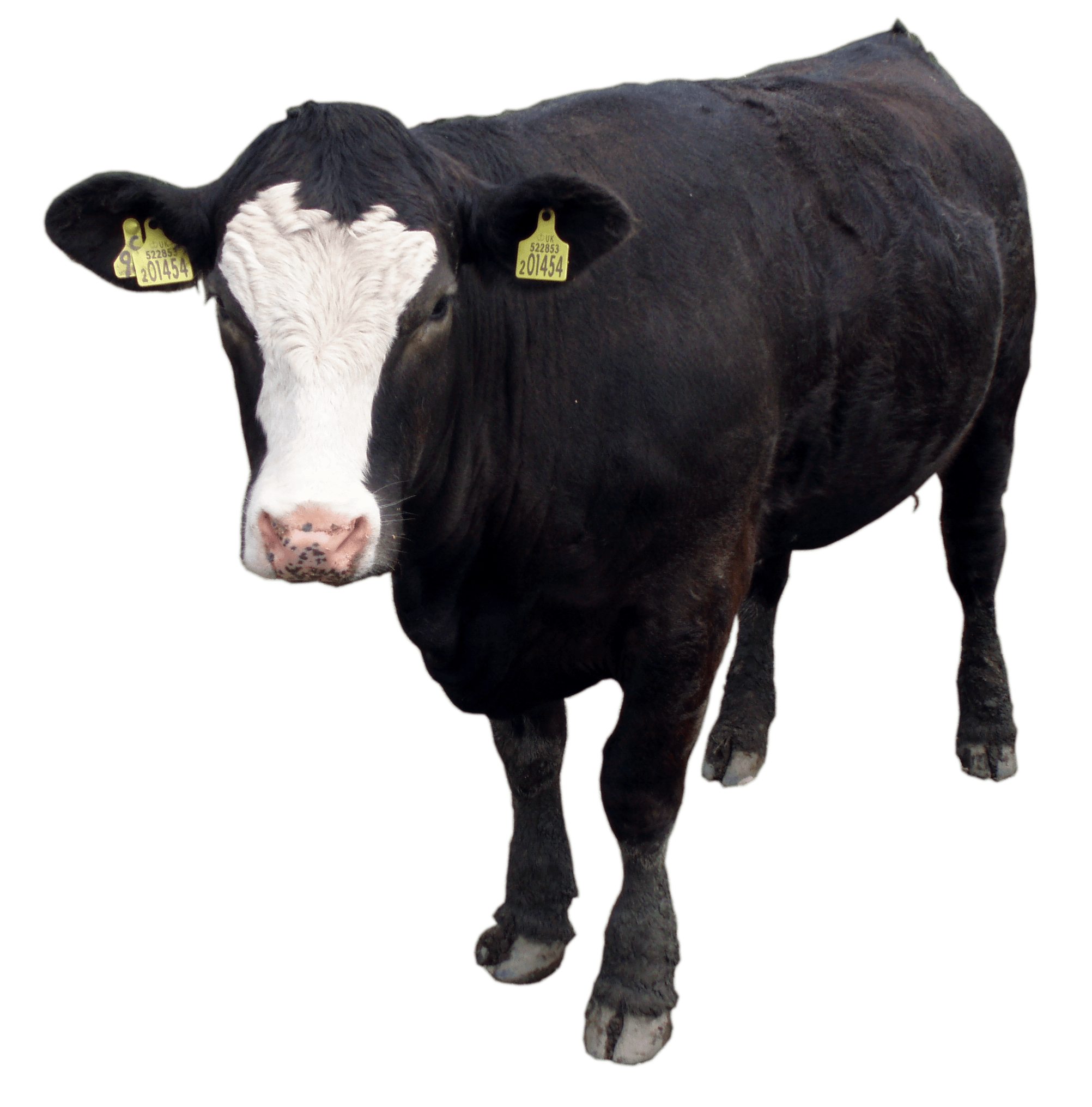 Black Cow Transparent PNG Image