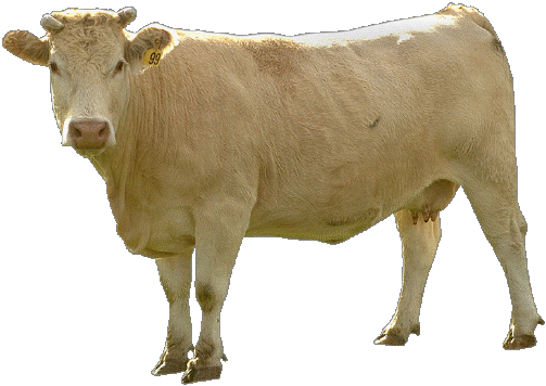 Beige Cow Transparent PNG Image