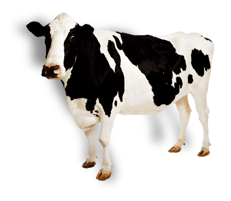 Cow Transparent PNG Image