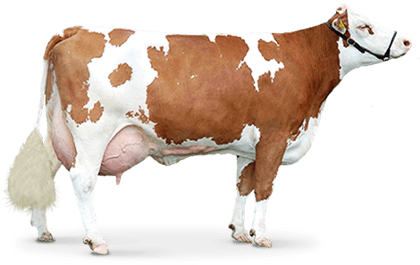 Brown Cow Transparent PNG Image