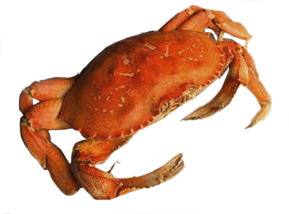 Crab Transparent PNG Image