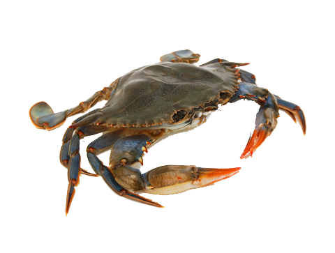 Crab Transparent PNG Image