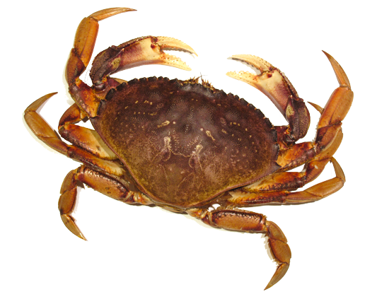 Crab Transparent PNG Image