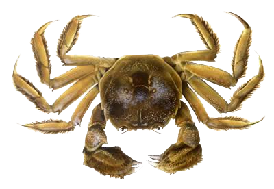 Crab Transparent PNG Image