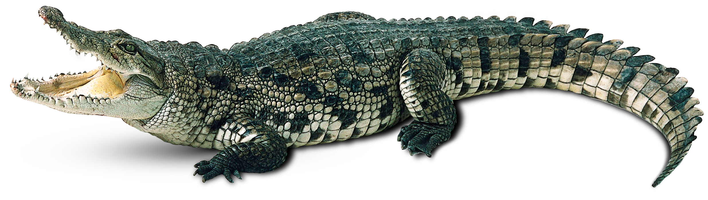 Crocodile Transparent PNG Image