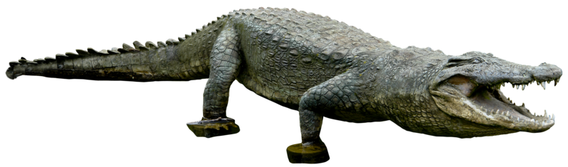 Crocodile Transparent PNG Image