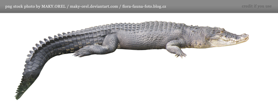 Crocodile Transparent PNG Image