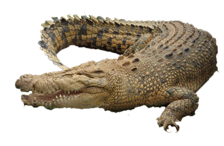 Crocodile Transparent PNG Image