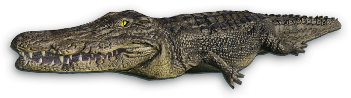 Crocodile File Transparent PNG Image