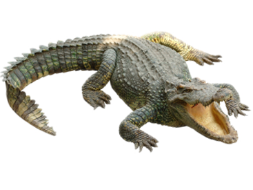 Crocodile Transparent PNG Image