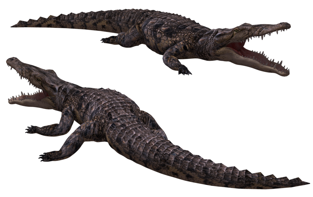 Crocodile Transparent PNG Image