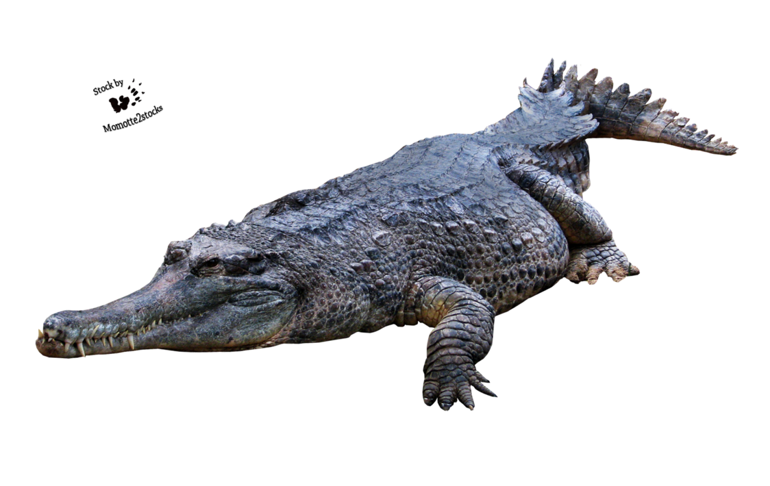 Crocodile Transparent PNG Image
