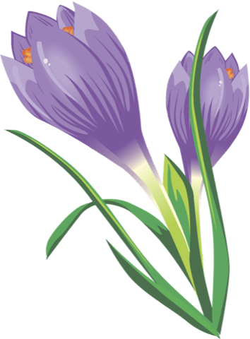 Crocus Transparent PNG Image