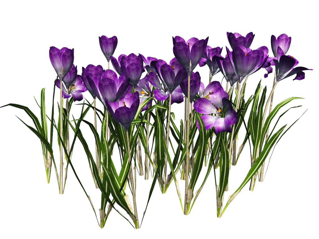 Crocus Transparent PNG Image