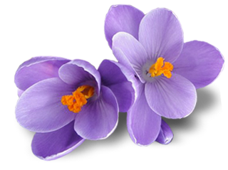 Crocus Transparent PNG Image