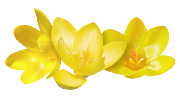 Crocus Transparent PNG Image
