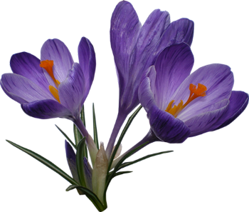 Crocus File Transparent PNG Image